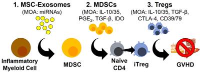 Exosomes, MDSCs and Tregs: A new frontier for GVHD prevention and treatment